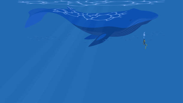 istock Vector illustration of a blue whale swimming underwater with a diver. Blue sea banner background with copy space. 1500758009