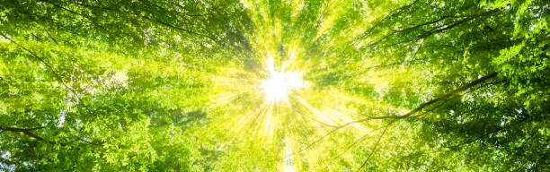 istock banner image of sunshine forest 1500761836