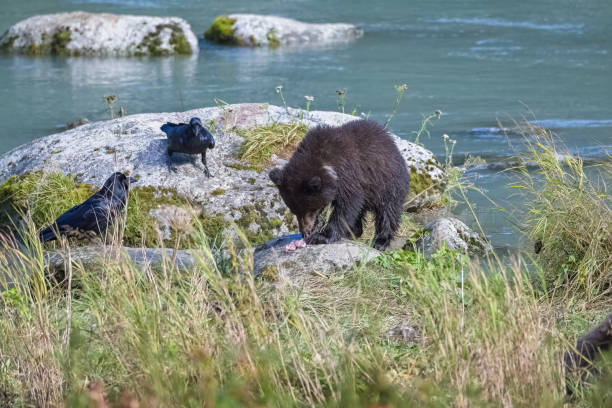 istock A grizzly bear fishing salmon 1500762979