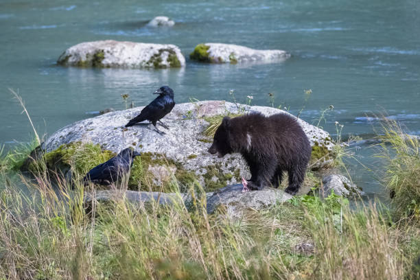 istock A grizzly bear fishing salmon 1500762992