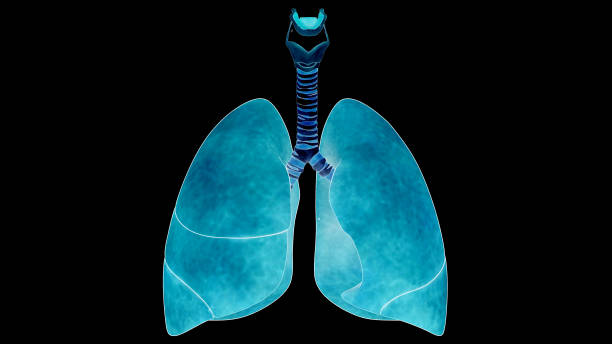 istock Human Respiratory System Lungs Anatomy 1500763750