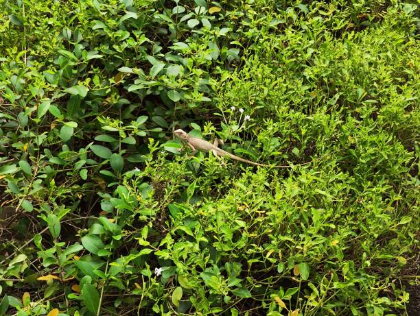 istock A big lizard taking rest in the leaves bed in the garden 1500763924