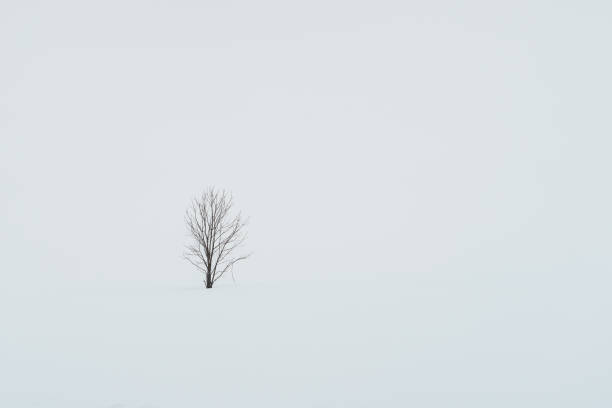 istock Alone Tree with Snow in winter season at Biei Patchwork Road landmark and popular for attractions in Hokkaido, Japan. Travel and Vacation concept 1500764949