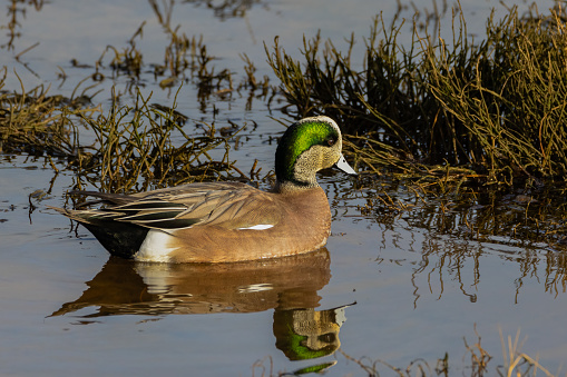 An American Wigeon swims through the winter waters during it's migration.
