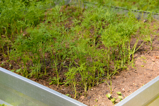 Close-up of a row of young eco fresh green dill growing on a garden bed in private yard. Green juicy and tender dill.\n\nGardening, farming and horticulture concept.