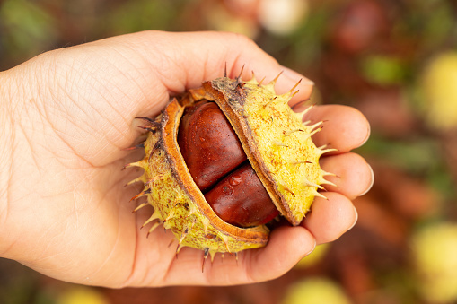 hand with open green chestnut, autumn nature