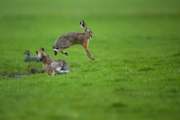 istock Rabbits joyfully playing in a lush green grassy field 1500767900