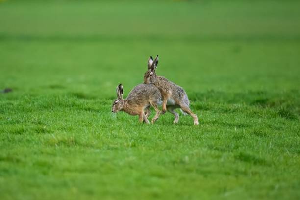 istock Rabbits joyfully playing in a lush green grassy field 1500767903