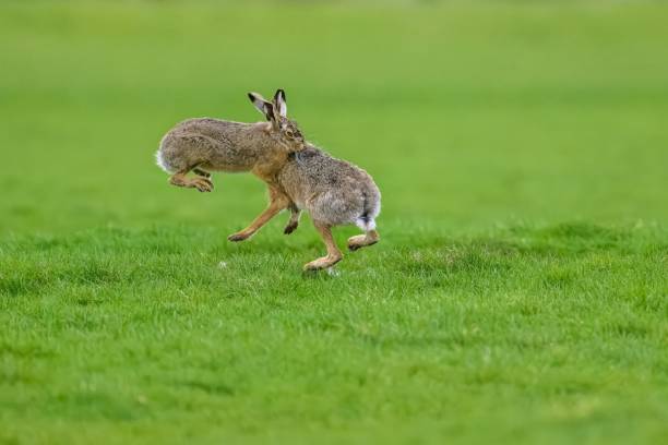 istock Rabbits joyfully playing in a lush green grassy field 1500767904