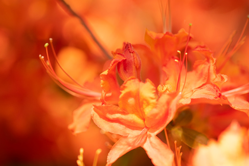 Flame azalea. Close up macro image with selective focus. Rhododendron calendulaceum