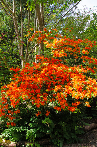 Flame azalea shrub. Full frame vertical image with selective focus. Rhododendron calendulaceum