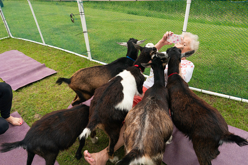 Goats surround a senior woman during a yoga class outdoors, Illinois, USA