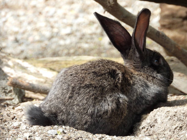 istock black cute rabbit sitting in the sunlight 1500770720