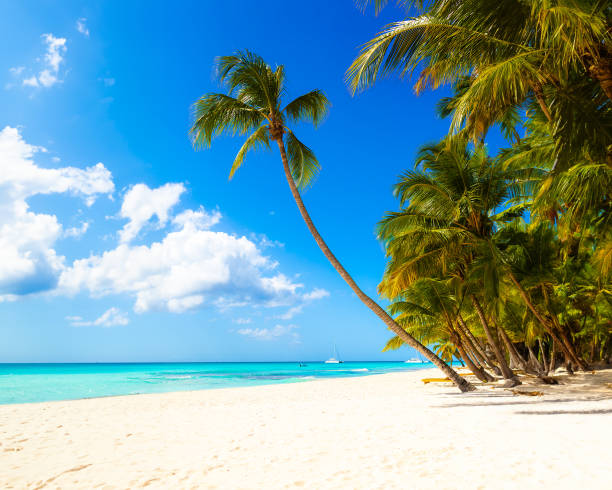istock Tropical white sand beach with palms and sea 1500774507