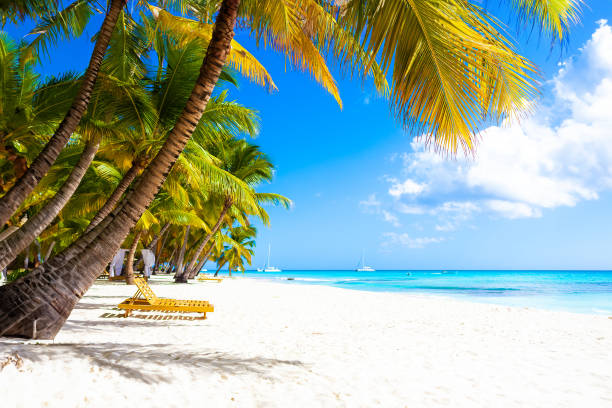 istock Tropical white sand beach with palms and sea 1500774510