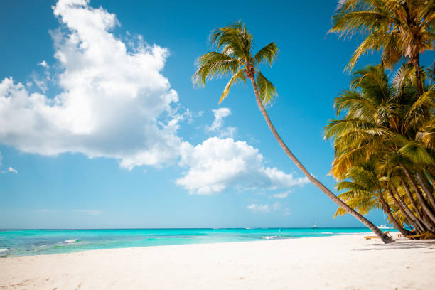 istock Tropical white sand beach with palms and sea 1500774513