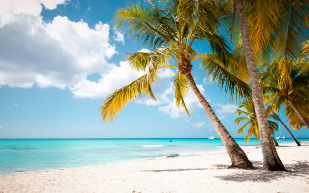 istock Tropical white sand beach with palms and sea 1500774531