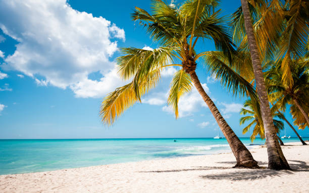 istock Tropical white sand beach with palms and sea 1500774541