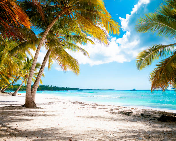 istock Tropical white sand beach with palms and sea 1500774543