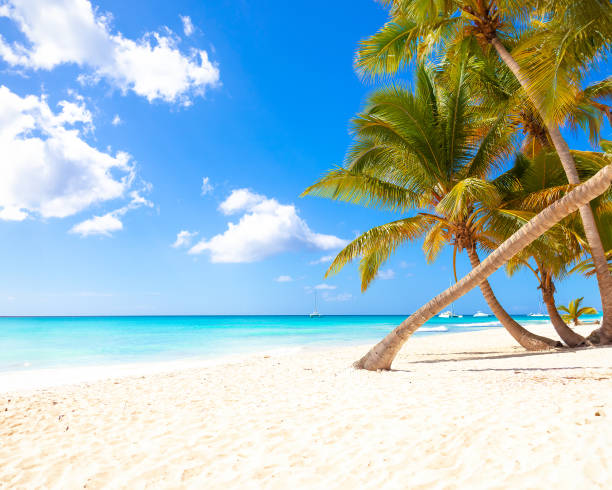 istock Tropical white sand beach with palms and sea 1500774548