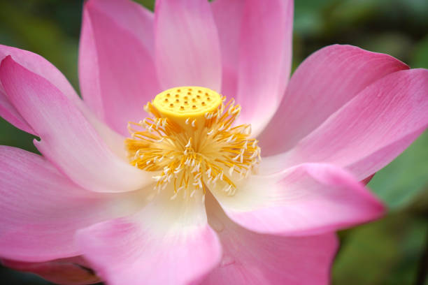 rose fleur de lotus en fleur - single flower flower water lily water plant photos et images de collection