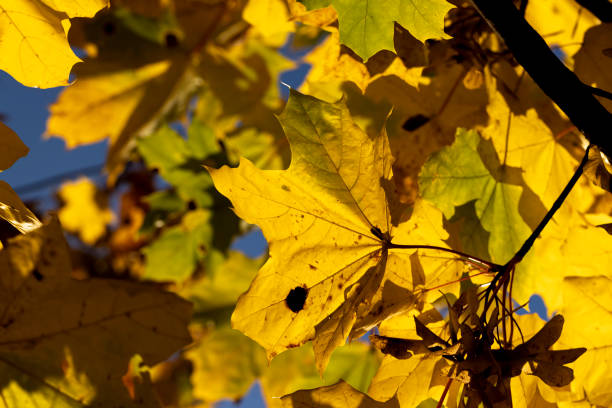 istock Maple tree during the autumn season 1500778282