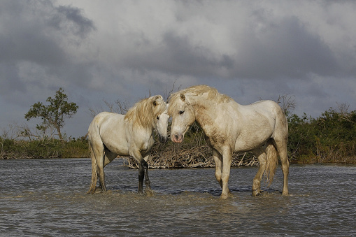 Camargue Horse, Stallions fighting in Swamp, Saintes Marie de la Mer in Camargue, in the South of France