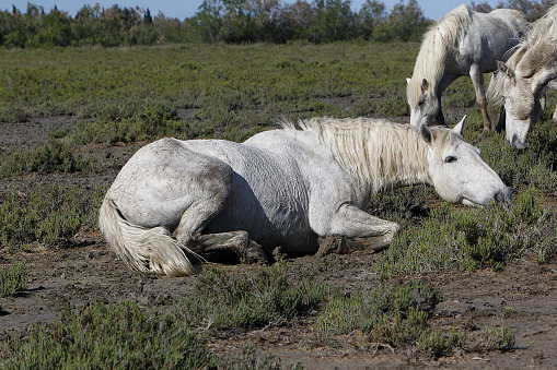 Camargue Horse, Adult Rolling on its Back, Saintes Marie de la Mer in The South of France