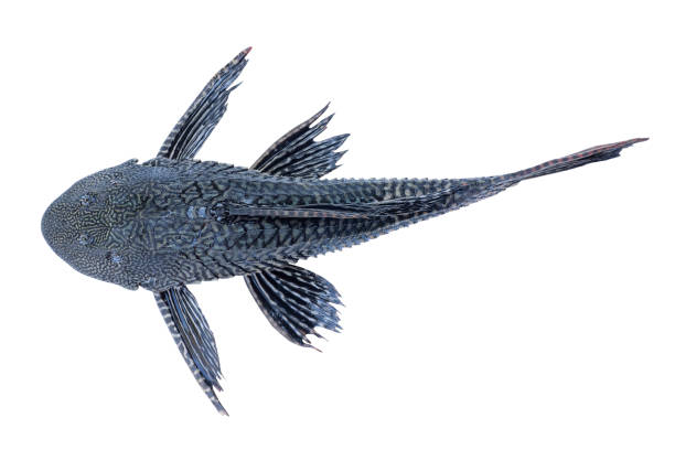 istock Suckermouth catfish isolated on white background with clipping path included. 1500784848