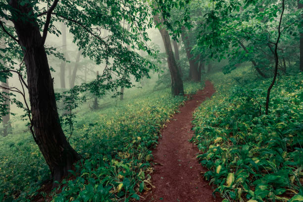 istock Foggy green forest after rain in spring 1500786475