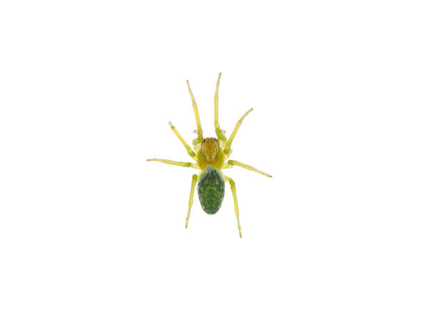 istock Green cribellate spider isolated on white background, Nigma walckenaeri 1500786514