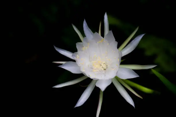 Epiphyllum oxypetalum with Common Names :
Dutchman's Pipe Cactus, Jungle Cactus, Lady of the Night, Night-blooming Cactus, Night-blooming Caerus, Orchid Cactus, Queen of the Night.