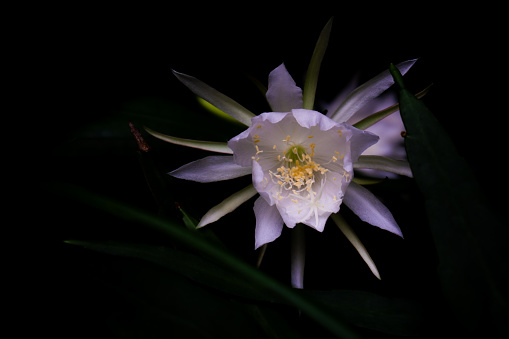 Epiphyllum oxypetalum with Common Names :\nDutchman's Pipe Cactus, Jungle Cactus, Lady of the Night, Night-blooming Cactus, Night-blooming Caerus, Orchid Cactus, Queen of the Night.