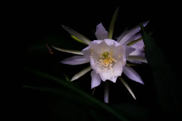 Epiphyllum oxypetalum with Common Names :
Dutchman's Pipe Cactus, Jungle Cactus, Lady of the Night, Night-blooming Cactus, Night-blooming Caerus, Orchid Cactus, Queen of the Night.