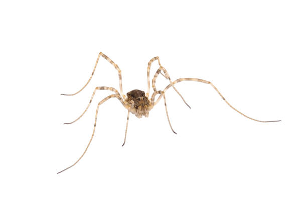 istock Opiliones known as Harvestmen, harvesters or daddy longlegs isolated on white background, Dasylobus sp. 1500787526
