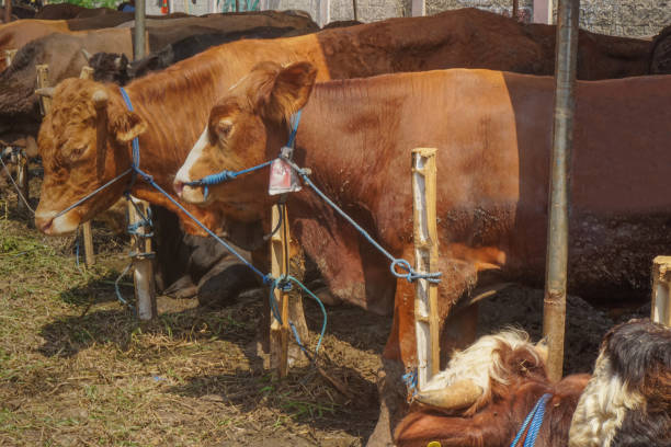 istock cows are sold for sacrifice on Eid al-Adha 2023 1500788301