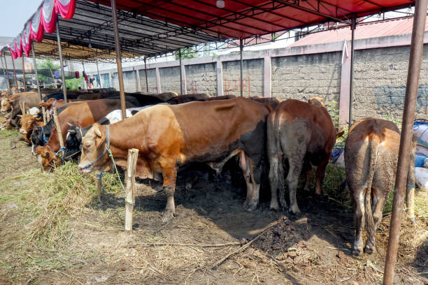 istock cows are sold for sacrifice on Eid al-Adha 2023 1500788348