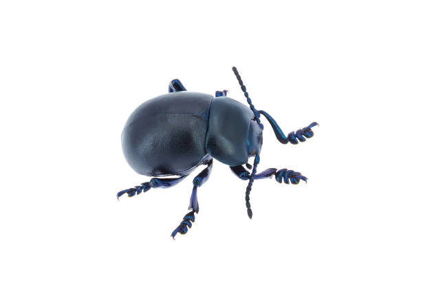 istock Leaf beetle isolated on white background, Timarcha nicaeensis 1500789292