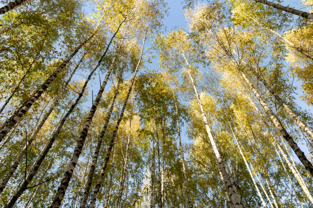 istock sunny autumn weather in the birch forest 1500789833