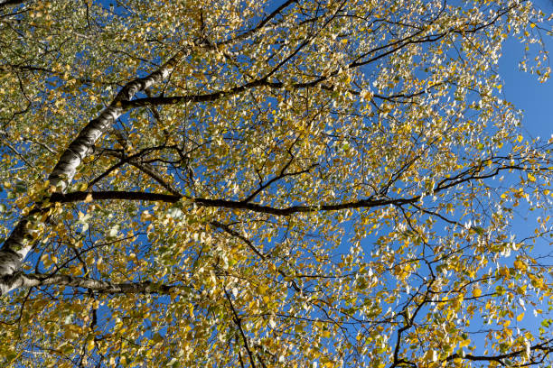 istock sunny autumn weather in the birch forest 1500789842