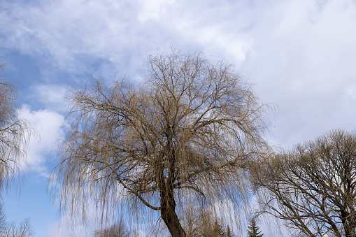 bare willow trees in the spring season in the park, willow branches without foliage hang to the ground in early spring