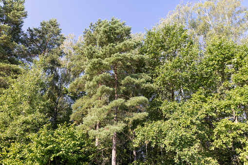 Deciduous trees with green foliage in summer, old trees with foliage in sunny weather