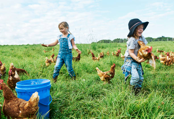istock Farm-Fresh Bounty: Australian Chickens Raised on Family-Owned Farms 1500790421