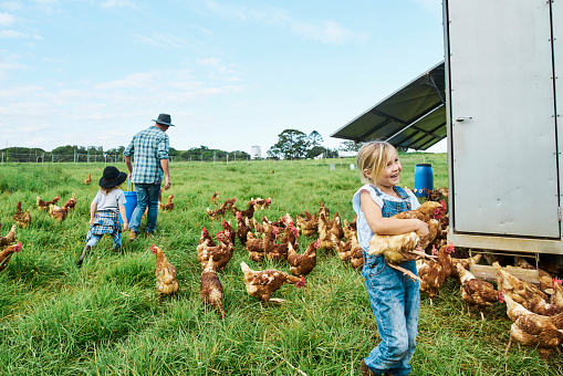 Multi-generational family looking after the chickens on their Australian farm.