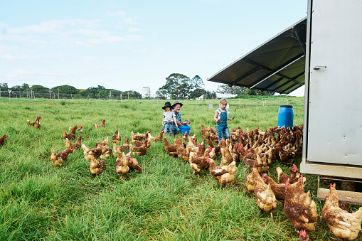 Multi-generational family looking after the chickens on their Australian farm.