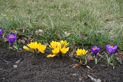 Row of purple and yellow flowers of crocuses in March