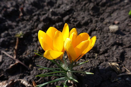 Closeup of amber yellow flowers of Crocus chrysanthus in February