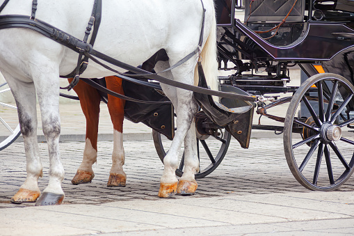Horse-drawn carriages in the city of Vienna, Austria . Horses pulling a carriage