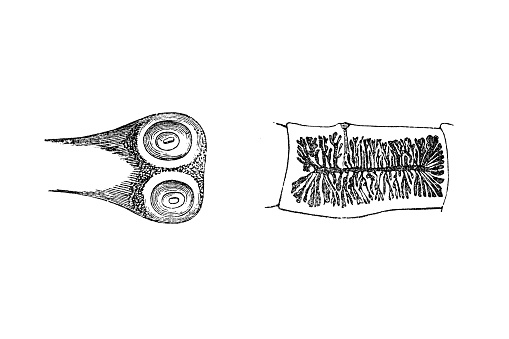 Head and limb of Taenia mediocanellata