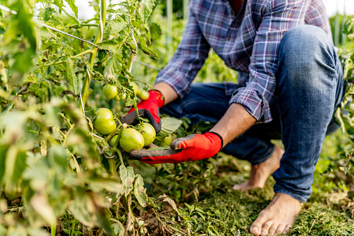 Agricultural technician is analyzing tomatoes from a vegetable garden.